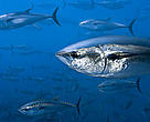 Northern bluefin tuna (Thunnus thynnus) off the coast of Spain.