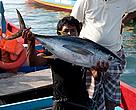 Tuna caught in Semporna, Sabah, Malaysia