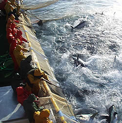 Tuna being caught / ©: WWF Tuna being caught / ©: WWF