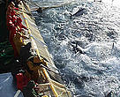 Tuna being caught