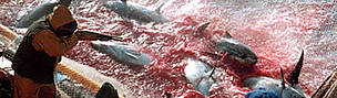 Unless urgent action is taken, Atlantic bluefin tuna will soon disappear from the Mediterranean