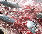 Unless urgent action is taken, Atlantic bluefin tuna will soon disappear from the Mediterranean