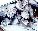 Tuna in Trouble briefing cover