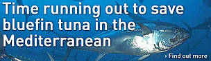 Time running out to save bluefin tuna in the Mediterranean / ©: M. San Felix Time running out to save bluefin tuna in the Mediterranean / ©: M. San Felix