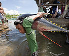 Jacana tuna fish landing. Puerto Princesa, Palawan, Philippines. 