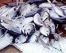 The 2007 quota for Mediterranean bluefin tuna is more than double that recommended by scientists to avoid the high risk of collapse.
