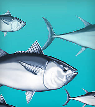  / &copy;: WWF Mediterranean