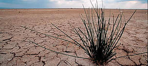 Parched land due to drought in Parched land due to drought in "Sebkhra de Kelbia" lagoon. Tunisia. / ©: WWF-Canon / Michel GUNTHER