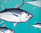 Bluefin Tuna