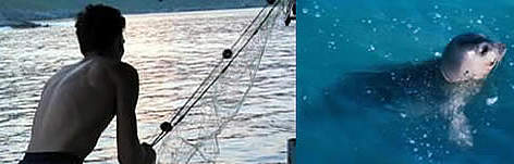 (left) Fisherman, turkey; (right) monkseal / ©: WWF-Canon (left) Fisherman, turkey; (right) monkseal / ©: WWF-Canon