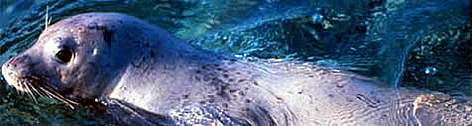 Only around 500 Mediterranean monk seals still survive. / ©: WWF-Canon / Jacques Trotignon Only around 500 Mediterranean monk seals still survive. / ©: WWF-Canon / Jacques Trotignon