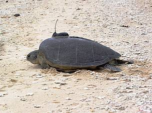 Green Turtle with Satellite Tracking Applicator, Cahn Bay, Vietnam / ©: Keith Symington / WWF Vietnam / ©: Keith Symington / WWF Vietnam