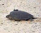 Green Turtle with Satellite Tracking Applicator, Cahn Bay, Vietnam