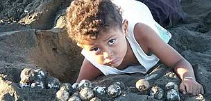 A child helps collecting olive ridley turtle (Lepidochelys olivacea) eggs, during the legal harvest ... / ©: WWF-Canon / Carlos DREWS A child helps collecting olive ridley turtle (<i>Lepidochelys olivacea</i>) eggs, ... / ©: WWF-Canon / Carlos DREWS