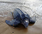 Leatherback turtle coming ashore on Babusanti beach in the Galibi nature reserve in Surinam, South America.
