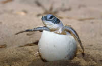 Indonesia has pledged to protect a top leatherback turtle nesting site. / ©: WWF-Canon / Roger Leguen / ©: WWF-Canon / Roger Leguen