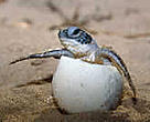 Indonesia has pledged to protect a top leatherback turtle nesting site.