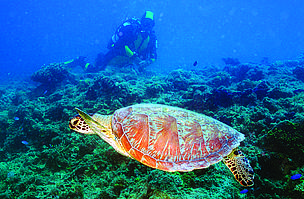 The Great Sea Reef is a major feeding ground for trans-migratory Pacific sea turtles. / ©: WWF-SPPO / ©: WWF-SPPO