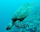 Hawksbill turtles, one of five marine turtle species found in Malaysia, that are threatened from fishing activities and international trade.
