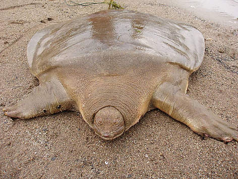 An Asian giant softshell turtle (Pelochelys cantorii) caught by a fisherman in Lao PDR’s Attapeu ... / ©: WWF Lao PDR rel=