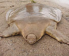 An Asian giant softshell turtle (Pelochelys cantorii) caught by a fisherman in Lao PDR’s Attapeu Province.