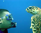 Marine turtle encounter