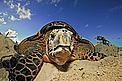 Help a turtle! / ©: WWF-Canon / Martin HARVEY / ©: WWF-Canon / Martin HARVEY