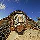 © WWF-Canon / Martin HARVEY
