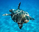 A loggerhead turtle (<i>Caretta caretta</i>) swimming in the Mediterranean Sea.