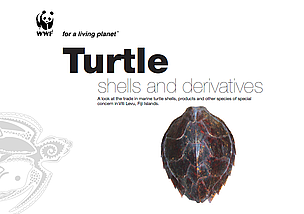 Turtle Shells and Derivatives report cover