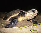 Female loggerhead turtle (<I>Caretta caretta</I>) digging a nest.