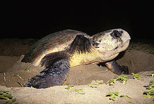 Female loggerhead turtle (Caretta caretta) digging a nest. / ©: WWF-Canon / Martin Harvey / ©: WWF-Canon / Martin Harvey