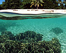 Coral reef, Turtle Islands, Philippines.