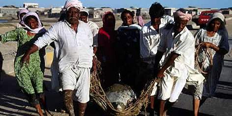 Green turtle Rescue operation, Turtle having lost its way back to the sea, carried by villagers. ... / ©: WWF-Canon / Mauri RAUTKARI Green turtle Rescue operation, Turtle having lost its way back to the sea, carried by villagers. ... rel=