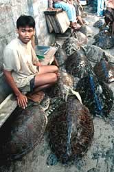 Balinese sea turtle traders, Indonesia. / ©: WWF-Canon / Jürgen FREUND Balinese sea turtle traders, Indonesia. / ©: WWF-Canon / Jürgen FREUND