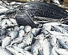 Global demand for tuna not only threatens tuna stocks, but also other marine life caught as bycatch by tuna fisheries, such as leatherback turtles (<I>Dermochelis coriacea</I>).