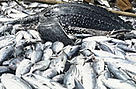 Global demand for tuna not only threatens tuna stocks, but also other marine life caught as bycatch ... / ©: WWF-Canon / Hélène Petit / ©: WWF-Canon / Hélène Petit