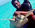 Fishermen take a Hawksbill turtle in Fiji.