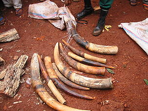 Confiscated tusks, Jengi Project, Cameroon / ©: WWF / Peter Ngea Elephant tusks taken from a poacher's sack and spread on the ground. / ©: WWF / Peter Ngea