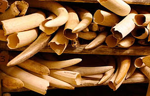 The number of ivory seizures worldwide averages 92 cases a month, or three per day. / ©: WWF-Canon / Folke Wulf / ©: WWF-Canon / Folke Wulf
