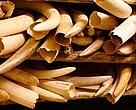 The number of ivory seizures worldwide averages 92 cases a month, or three per day.