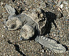 The two-headed olive ridley turtle hatchling discovered on a beach in Costa Rica.