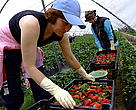 Changes to strawberry cultivation will help restore habitats and precious groundwater supplies.