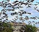 Habitat for the thousands of waterfowl which use Vainameri as a stop-off point on their annual migrations.