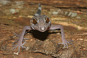 Among 163 new species discovered in the Greater Mekong region last year are at risk of extinction due to climate change.