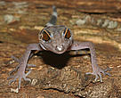 Among 163 new species discovered in the Greater Mekong region last year are at risk of extinction due to climate change.
