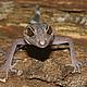 &copy; Thomas Ziegler / WWF Greater Mekong