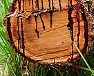 The kiaat tree (Pterocarpus angolensis, also called “bloodwood”) releases red sap when cut. 