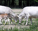 One of the calves born in spring 2007 on Tataru Island in the Ukrainian Danube Delta. The Ukrainian grey cattle are part of a WWF pilot project for diversifying habitats and incomes of local people.