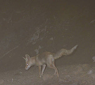 A red fox caught on camera in the Wadi Wurayah area, United Arab Emirates. / ©: EWS-WWF A red fox caught on camera in the Wadi Wurayah area, United Arab Emirates. / ©: EWS-WWF